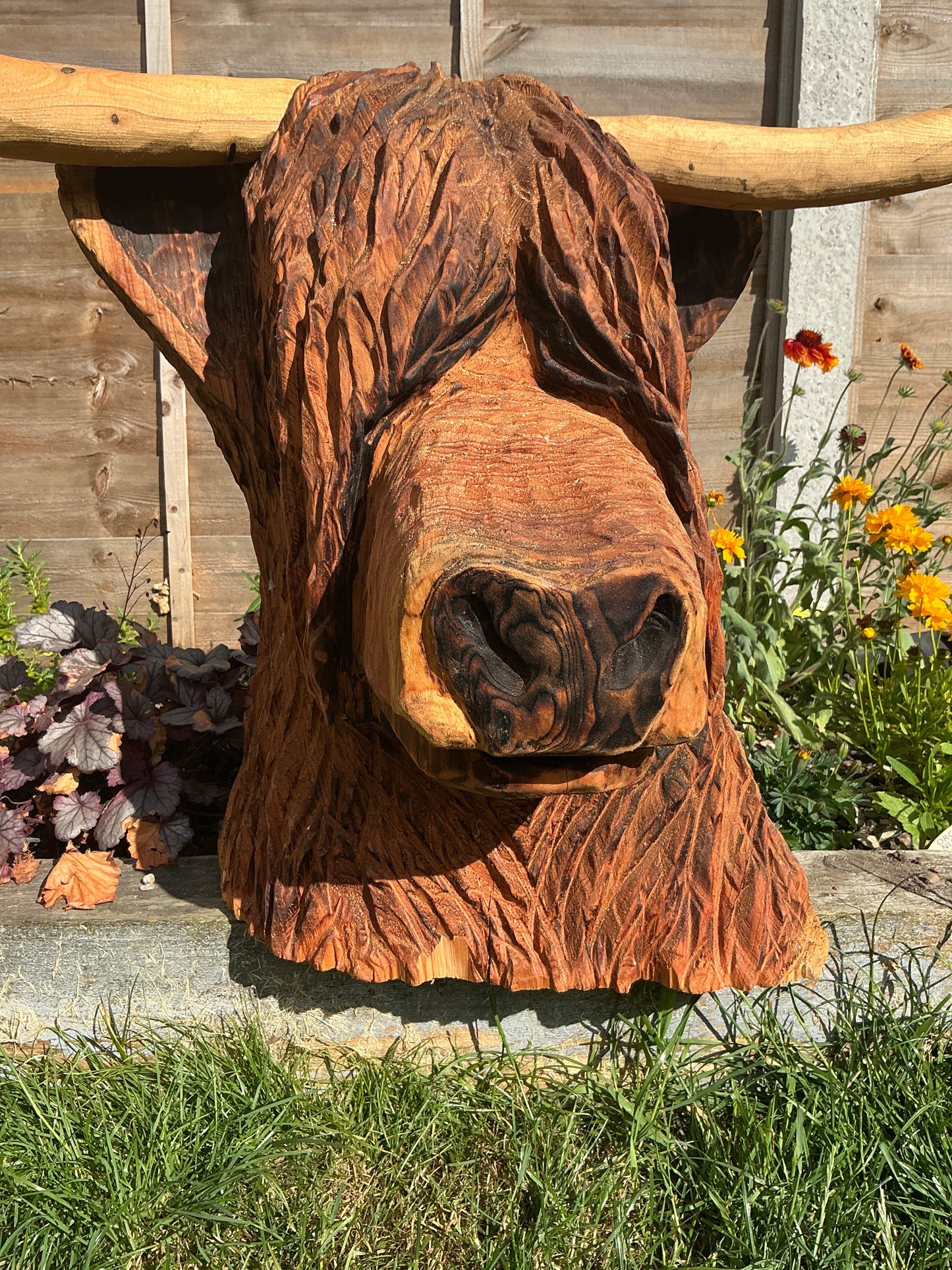 4 - Highland coo/cow