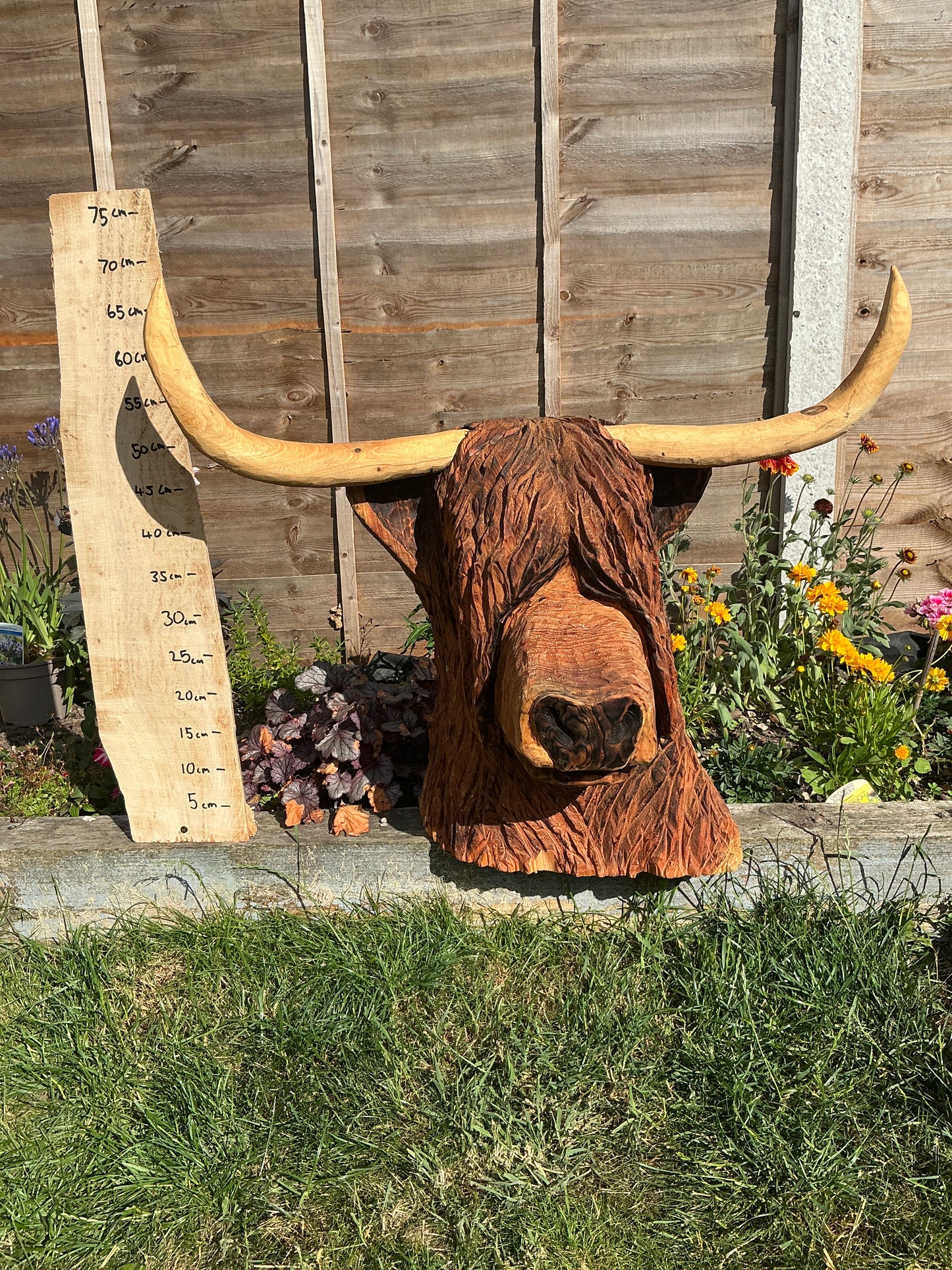 4 - Highland coo/cow