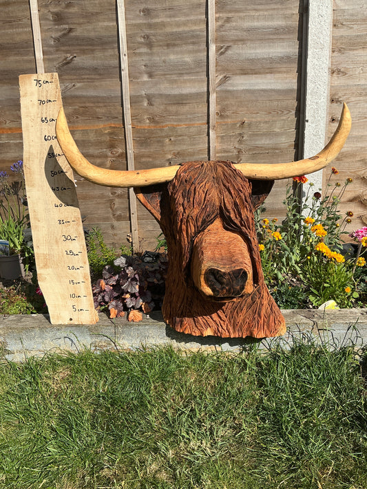 4 - Highland coo/cow