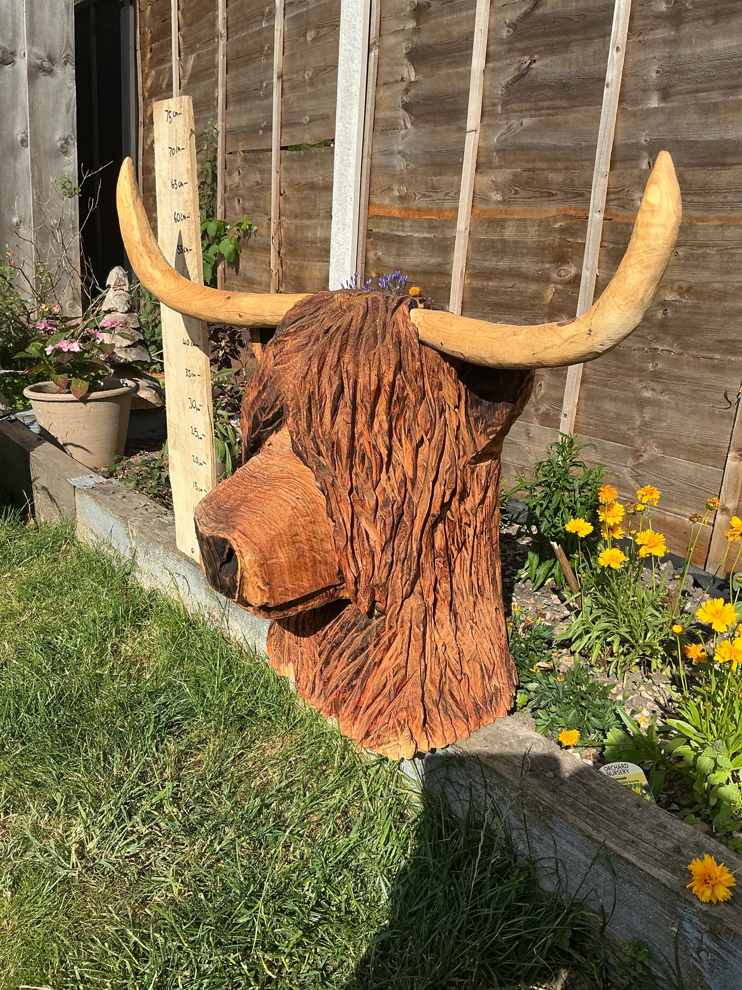 4 - Highland coo/cow