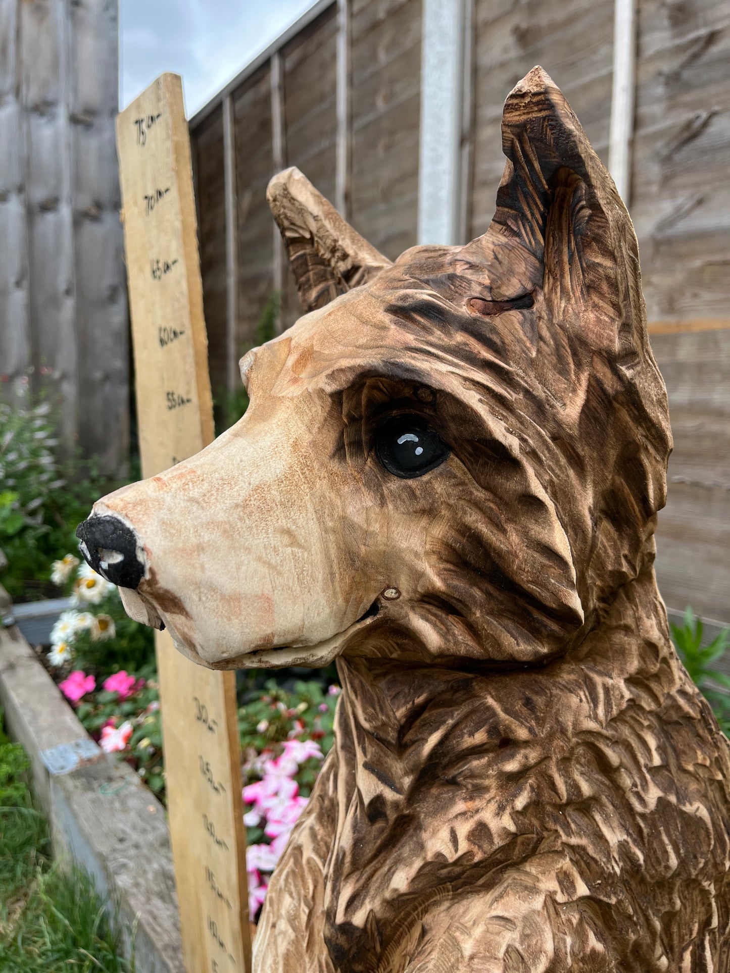 Standing fox