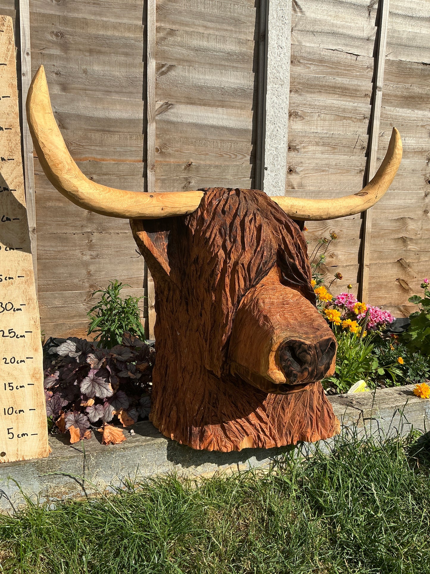 4 - Highland coo/cow